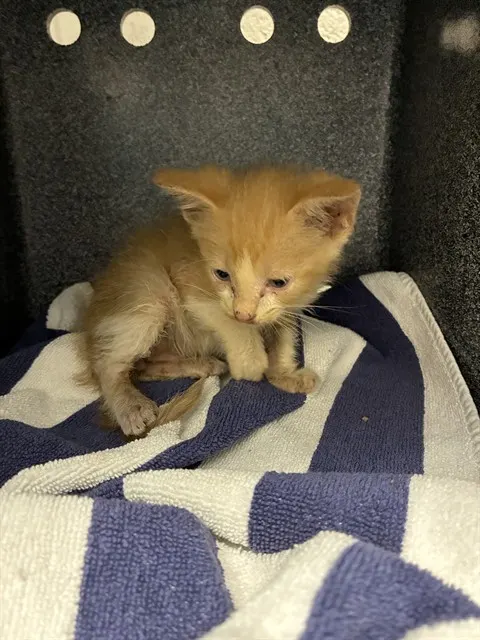 Adoptable Cat