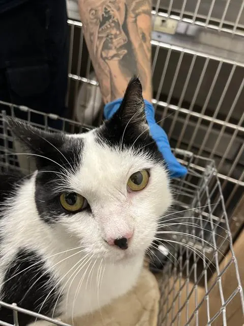 Kit