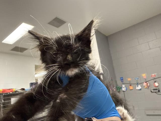 Adoptable Cat
