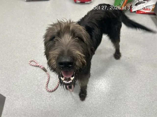 Adoptable Dog