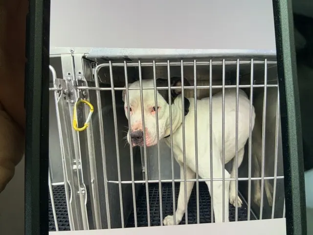 Adoptable Dog