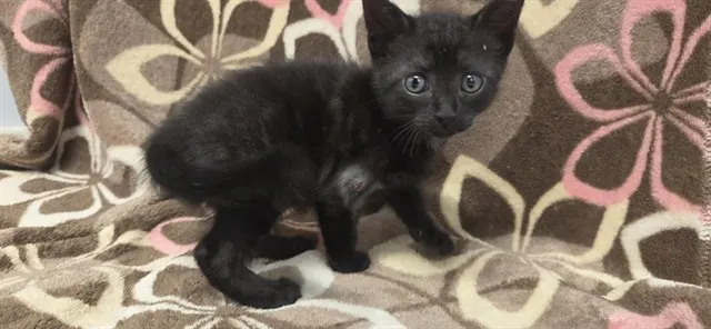 Elvira