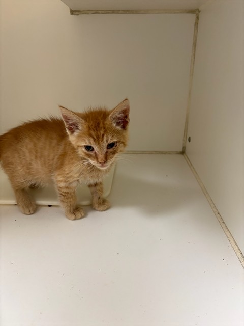 Adoptable Cat