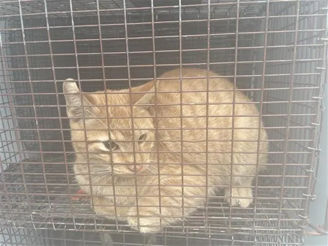 Adoptable Cat