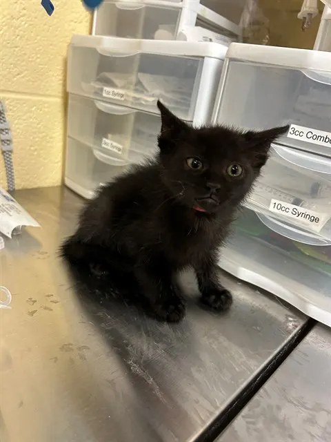 *Vader*