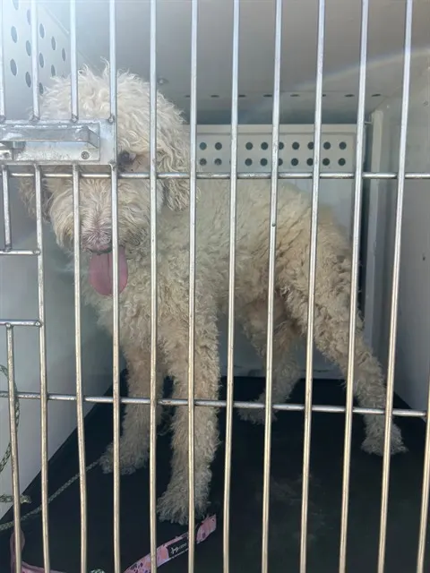 Adoptable Dog