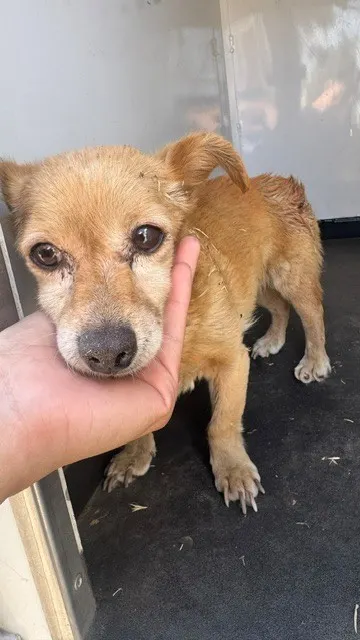Adoptable Dog