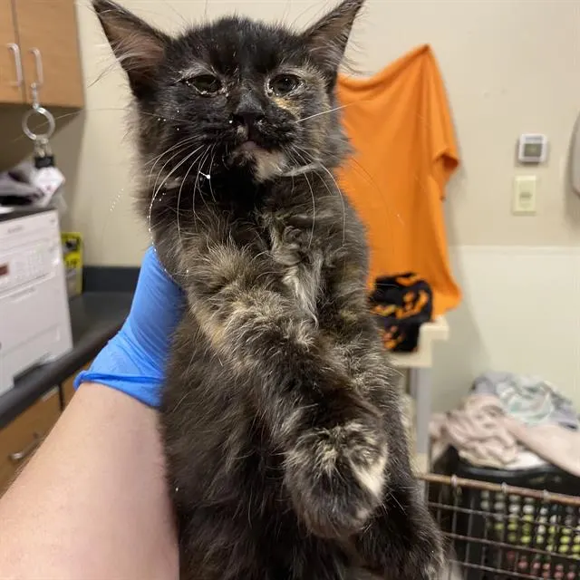 Adoptable Cat