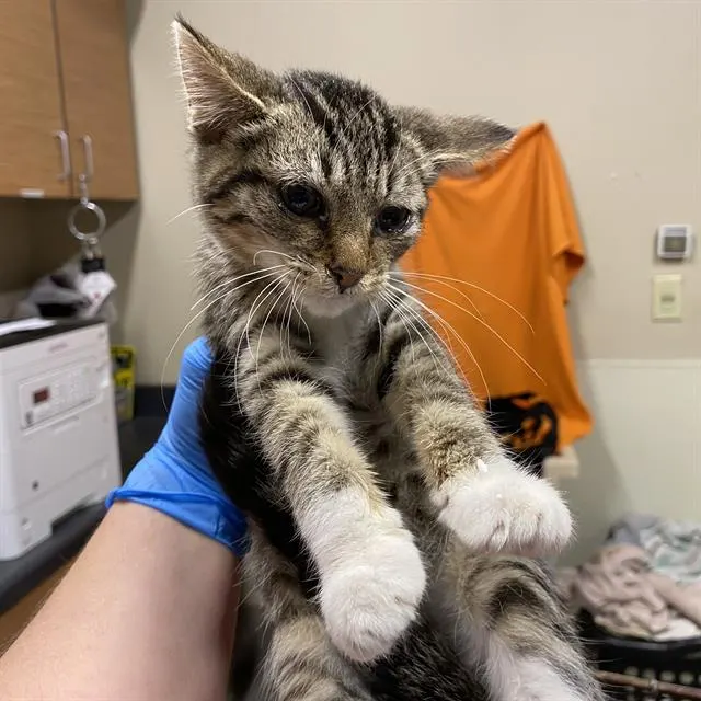 Adoptable Cat