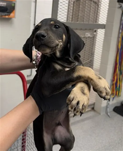 Adoptable Dog