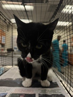 Meow