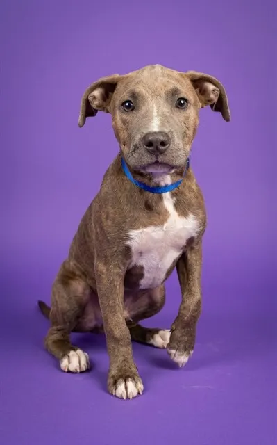 Mia