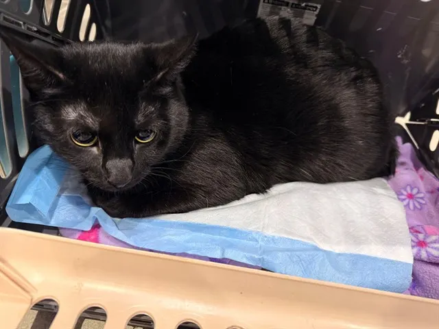 Mia