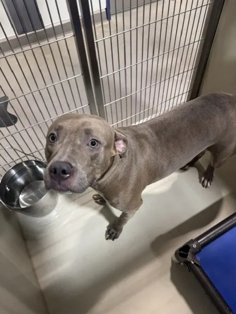 Chiquita