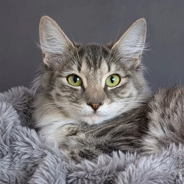 Adoptable Cat