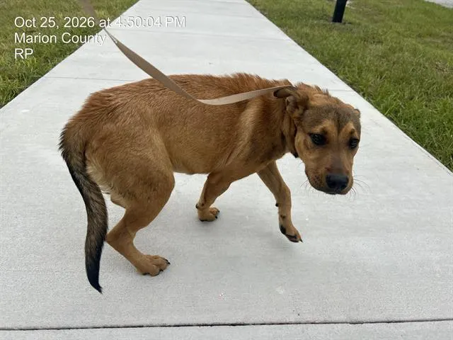 Mya