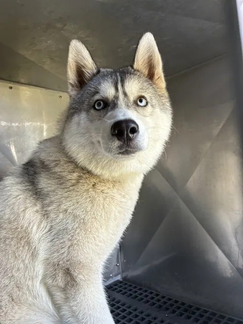 Bluey