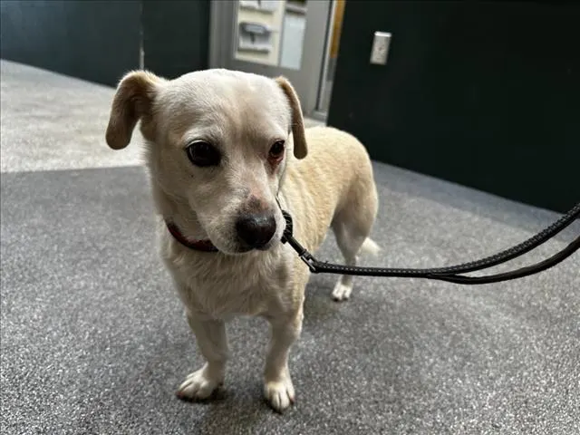 Huero