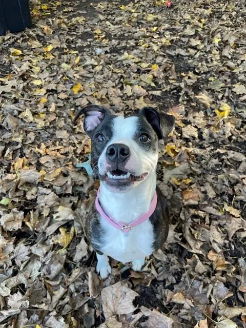 Peaches