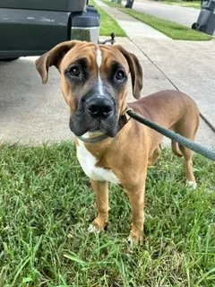 Stetson