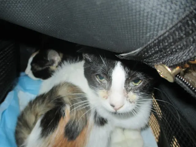 Adoptable Cat