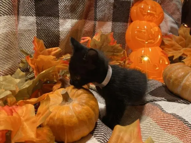 Crouton