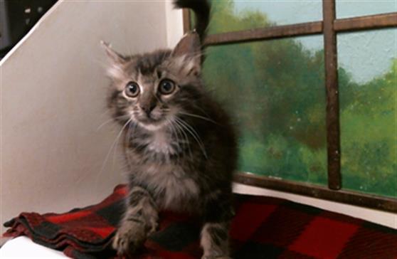Rascal
