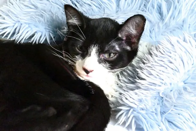 Herman