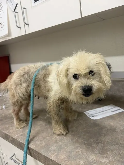 Adoptable Dog