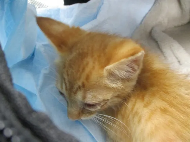 Adoptable Cat