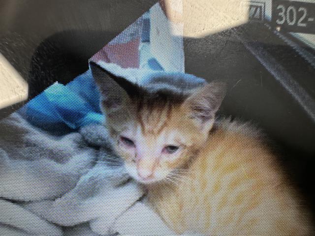 Adoptable Cat