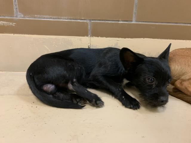 Adoptable Dog