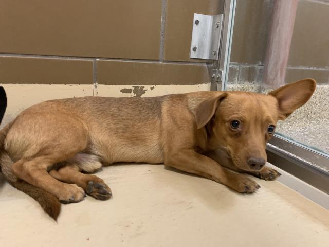 Adoptable Dog