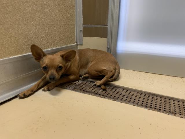 Adoptable Dog