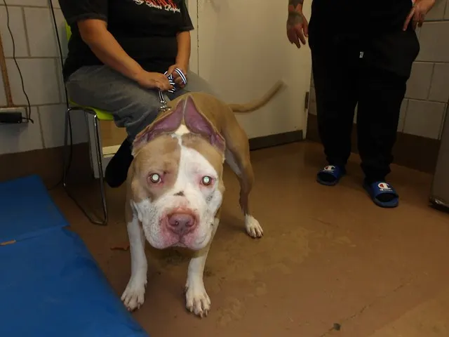 Adoptable Dog