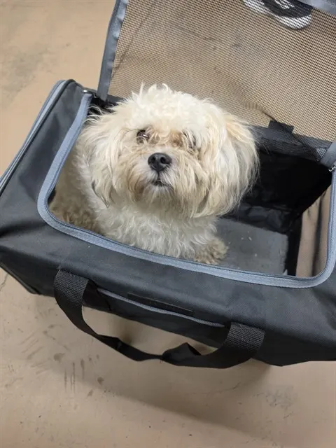 Adoptable Dog