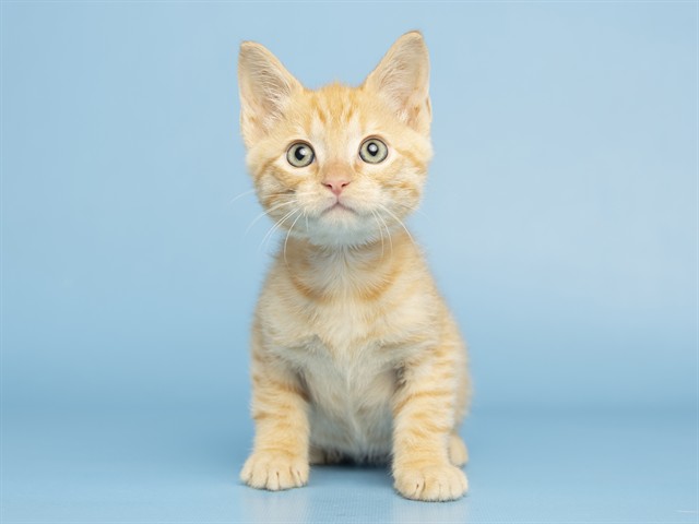Theodore