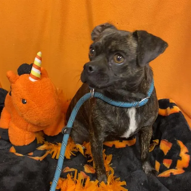 Adoptable Dog