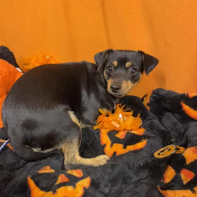 Adoptable Dog
