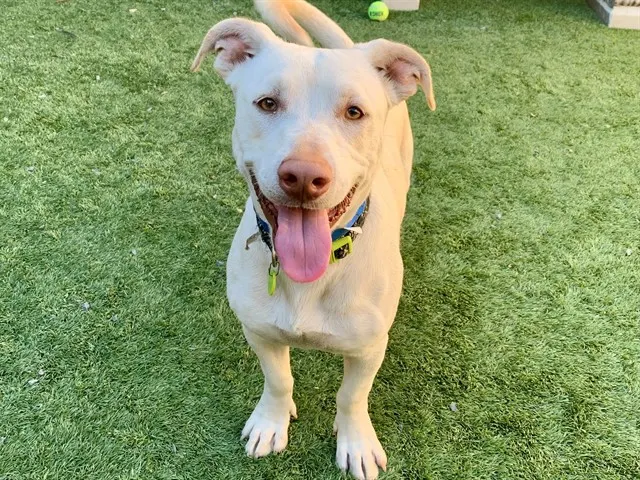 Adoptable Dog