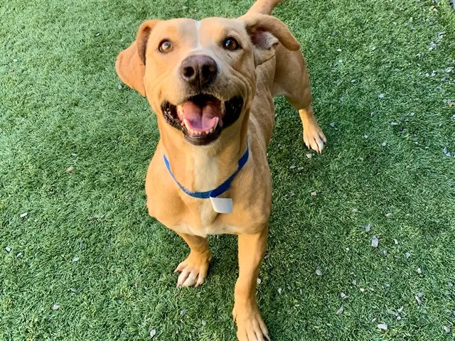 Adoptable Dog