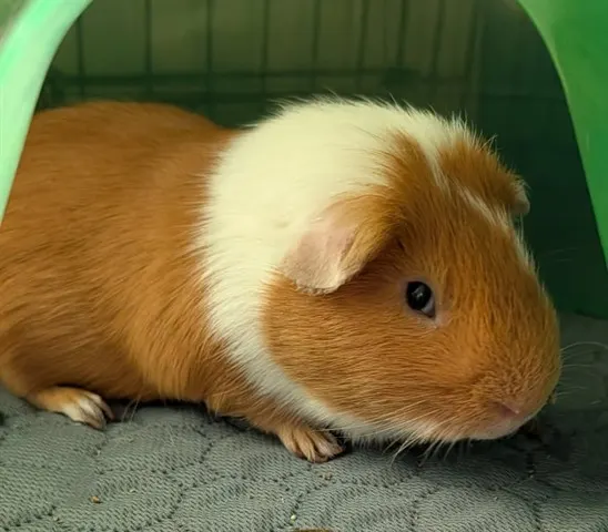 Macaroon