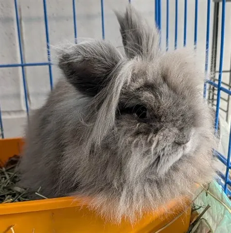 Mochi