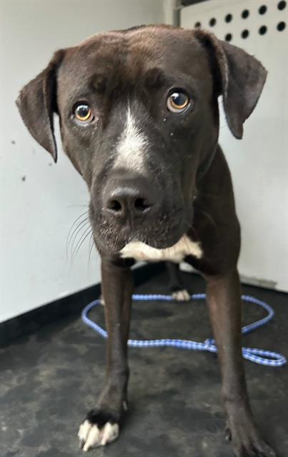 Adoptable Dog