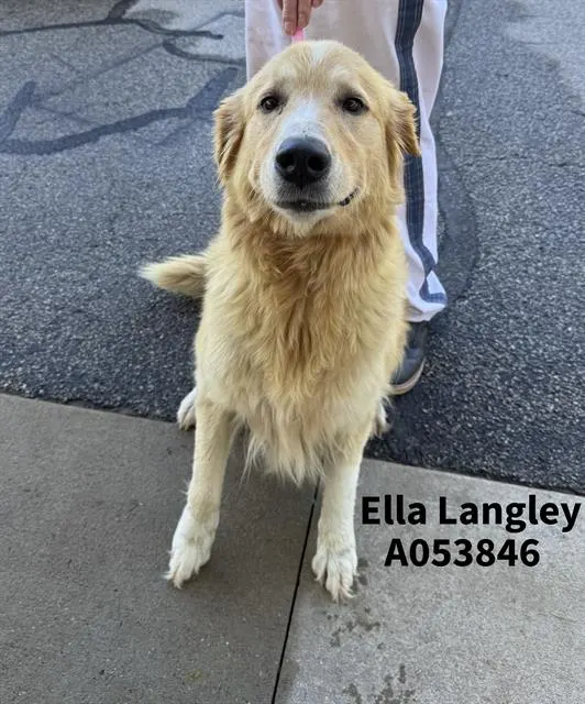 Ella Langley