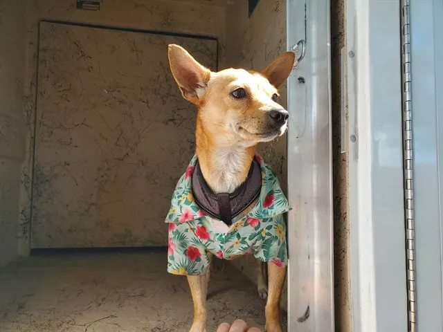 Makani