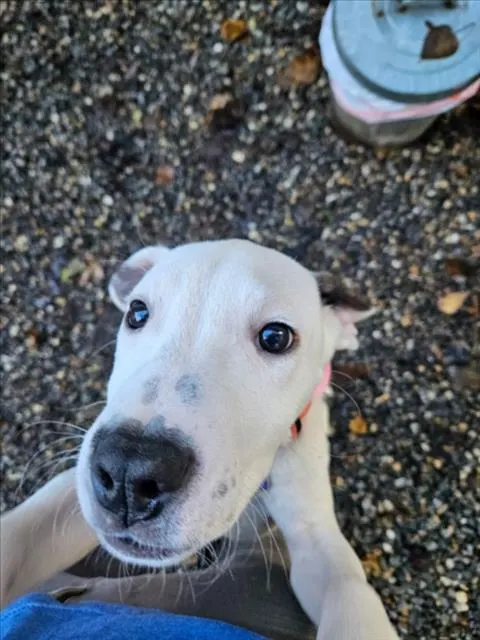 Opie