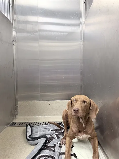 *Koda