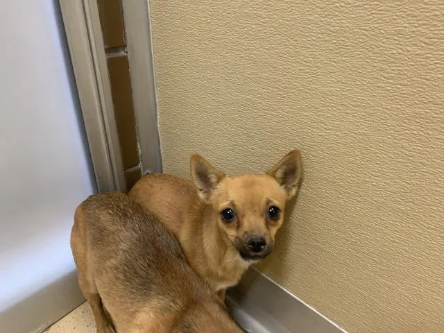 Adoptable Dog