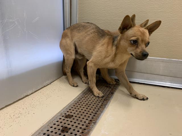 Adoptable Dog